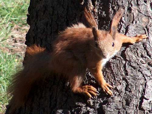 Squirrel in the Sudetes