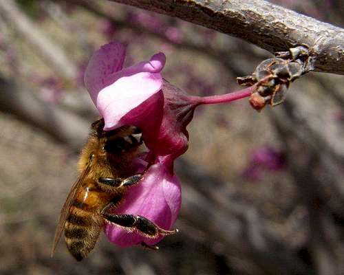 Bee in a Redbud Flower