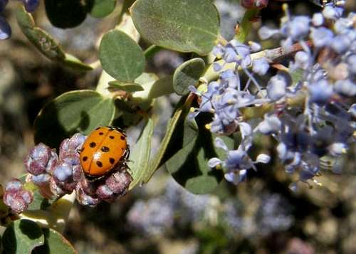 Ladybug on Ceanothus