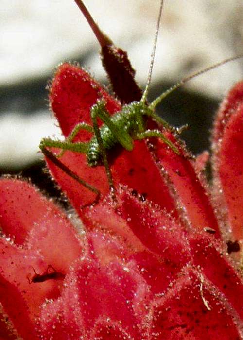 Green Bug on Indian Paintbrush