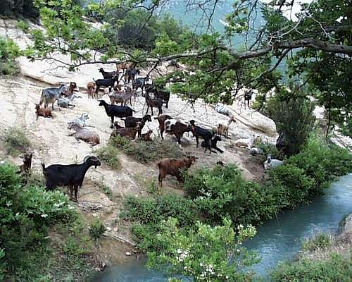 Goats in Erzenit Gorge