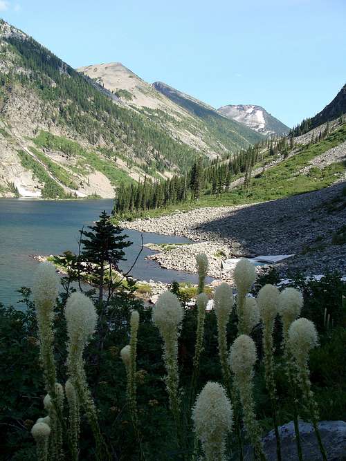 Beargrass at Rock Lake