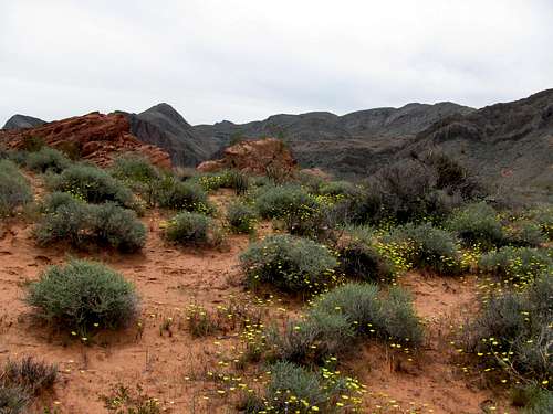 Desert Marigolds