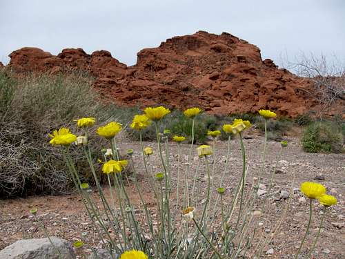 Springtime in Valley of Fire