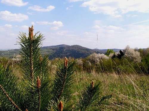 Pinus sylvestris soon to bloom