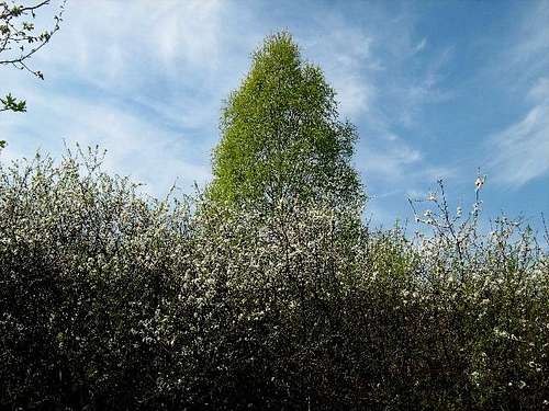 Blackthorn and Birch Tree