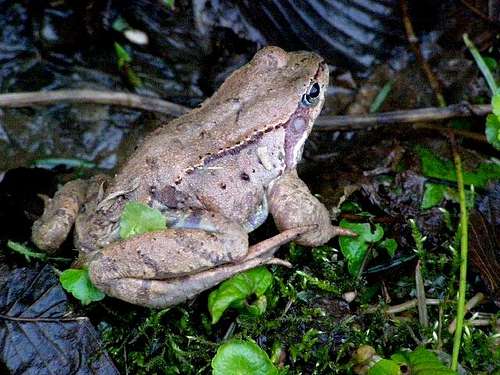 European Common Brown Frog