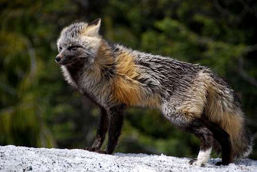 Mt Rainier Fox