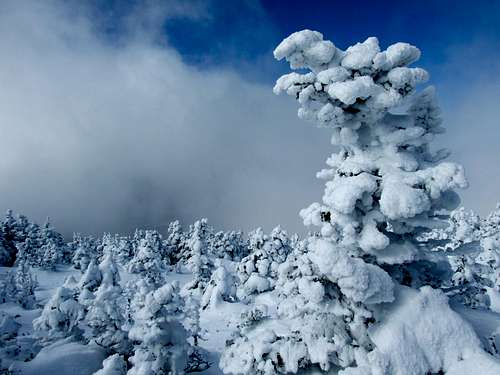 Frozen Spruce On Moosilauke