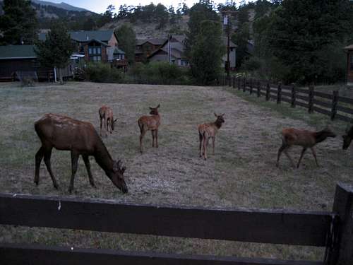 Estes Park Elk