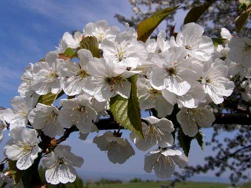 Wild Cherry Blossom