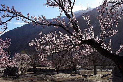 Blossom in Passu Hunza