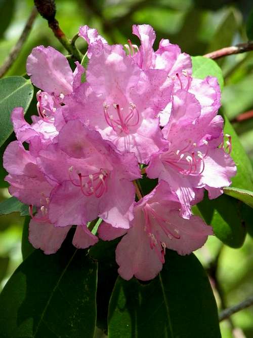 Catawba rhododendron