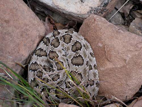 Rattlesnake below the summit