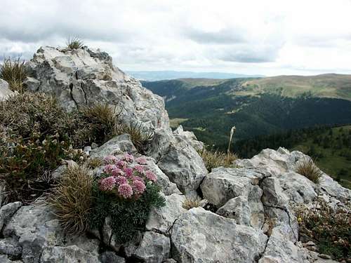 Ilgaz mountain flora, Turkey