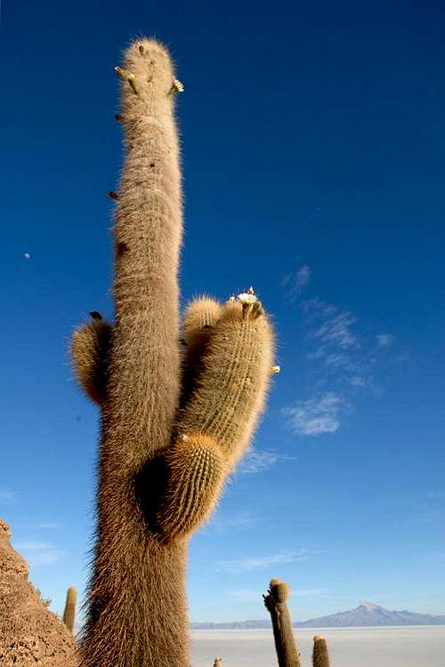 Cactus Incahuasi