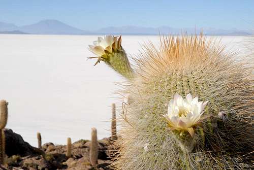 Cactus Incahuasi