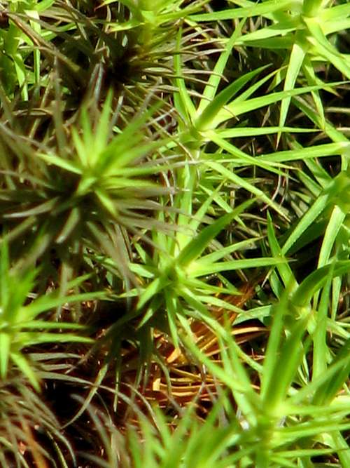 Closeup of moss.