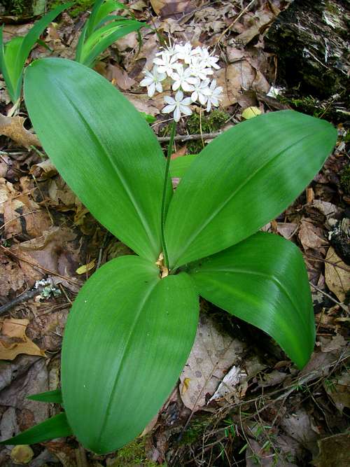 Speckled wood-lily