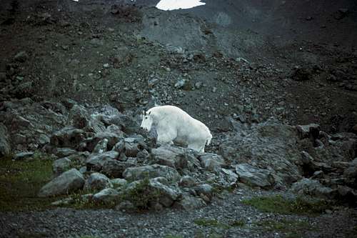 Mountain Goat in Royal Basin