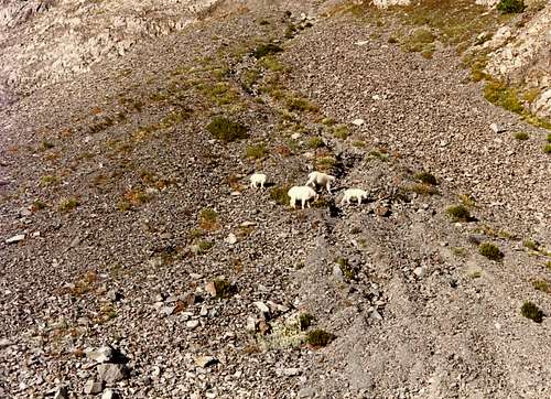 Mountain Goat Family on Blue Glacier Moraine