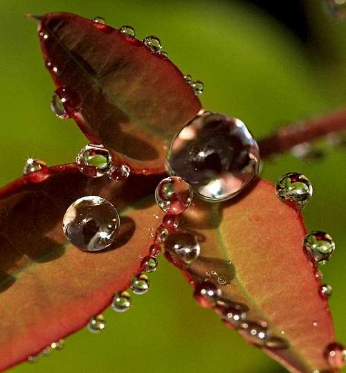Dewdrops and raindrops