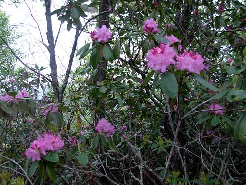 Rhododendrons On Walker Mountain