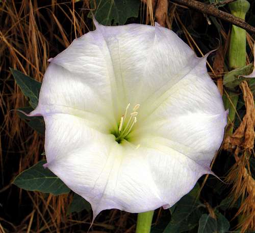 Datura on the climbers trail