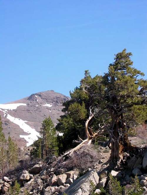 Red Lake Peak from the south,...