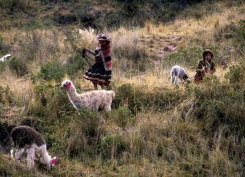Peruvian girls with alpacas