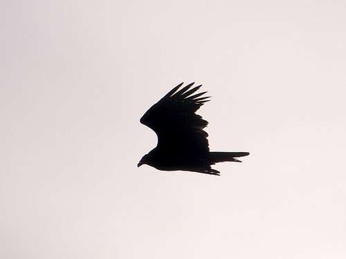 Turkey Vulture (Original)