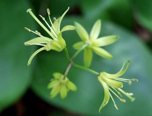 Bluebead Lily On Blackhead