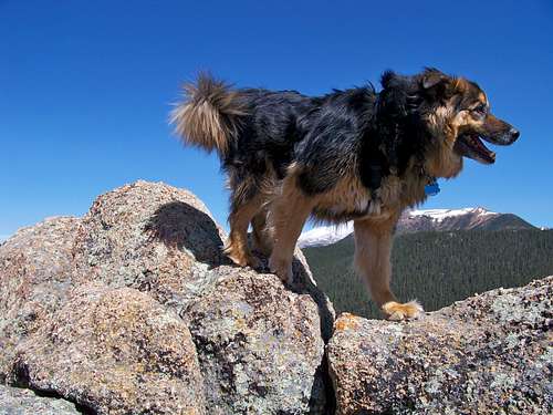 Stimpy at the Summit of Mount Big Chief