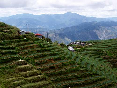 Cabbage terraces on the slopes of Mt. Kabuyao
