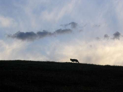 Coyote, near Wetterhorn Peak, Colorado