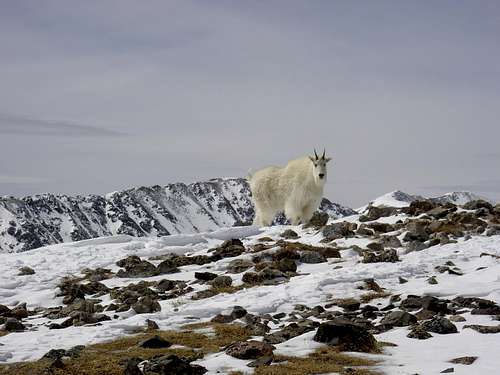 On the way to the top of Quandary Peak, Colorado