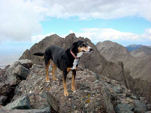 Duchess on the top of Crestone Needle, Colorado
