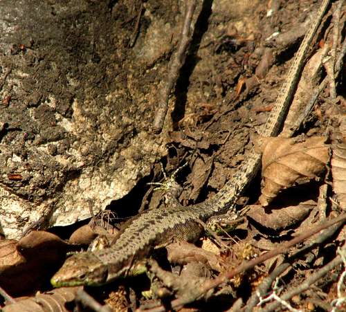Lizard Ramian Golestan Iran
