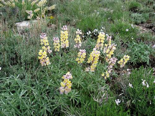 Multi colored lupines