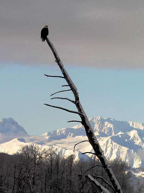 Chilkat Bald Eagle Preserve