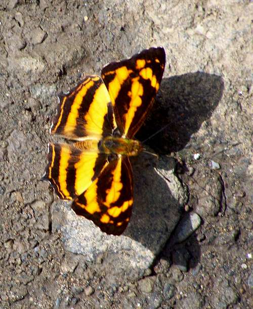 Butterfly on Mt. Malipunyo