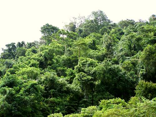 The rain-forest of Mt. Malipunyo