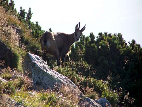 Chamois on the hillside of Slavkovski Stit/Nagyszalóki-csúcs