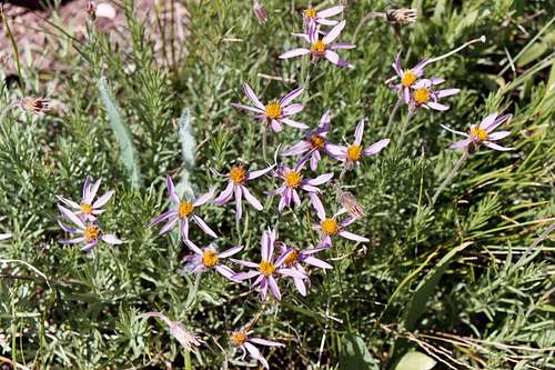 Rocky Mountain Aster (Aster stenomeres)