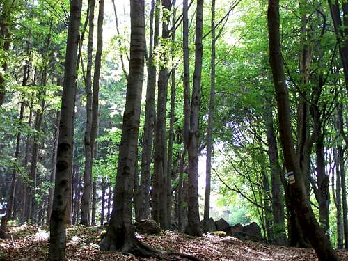 Beech-forest on 1000 m height