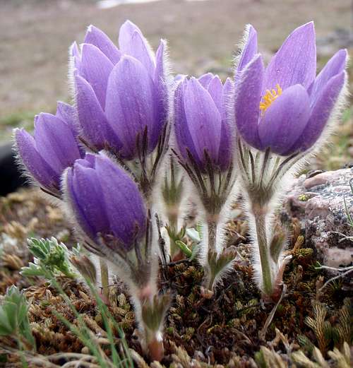 Pasqueflower along the route