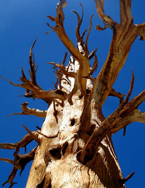 Ancient bones of a Foxtail Pine