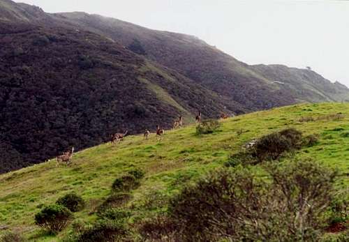 Roosevelt elk herd in Marin...