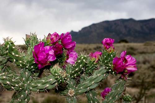 Cactus, Sandia Mountains