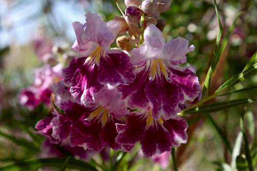 Blooms of Desert Willow